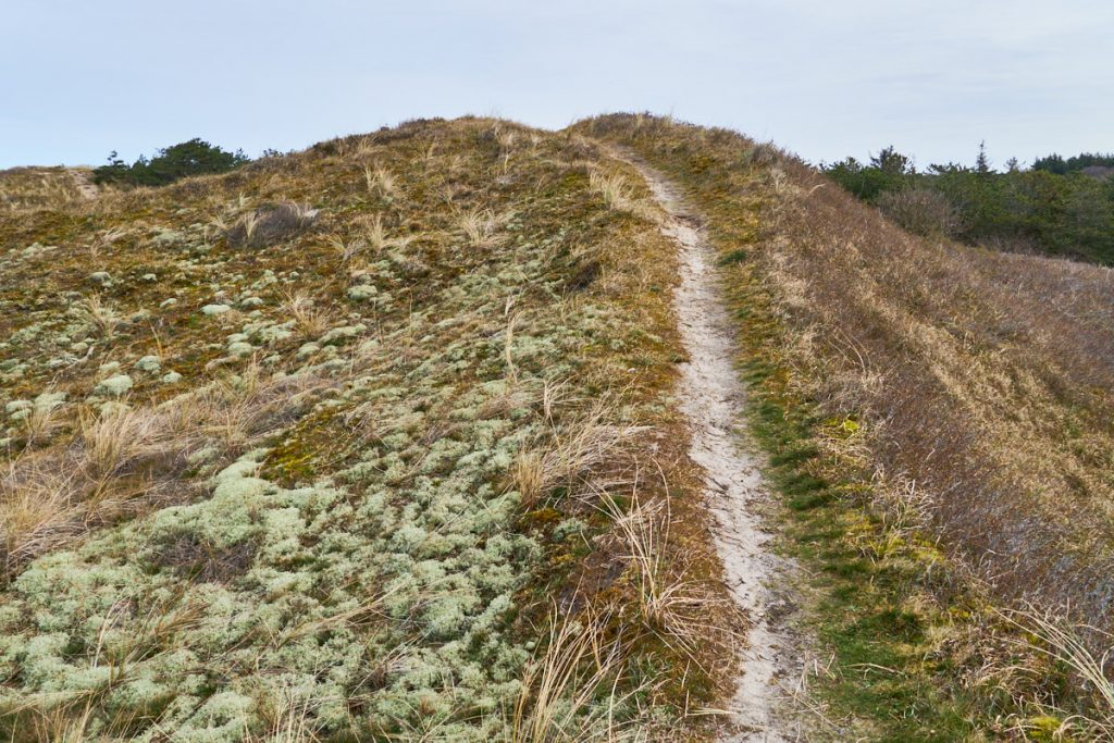 Duinen Texel