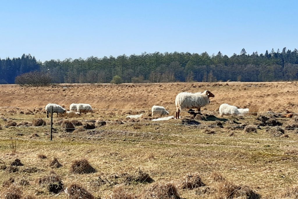 Schapen op Duurswouderheide