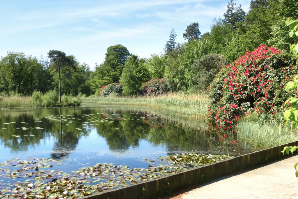 Freulevijver met bloeiende rododendrons
