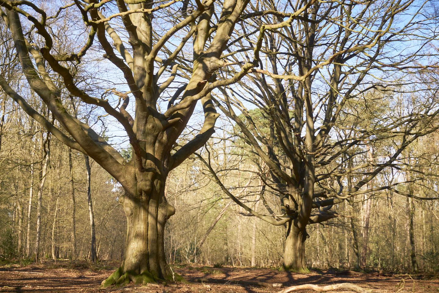 Eeuwenoude beuken in Rijsterbos