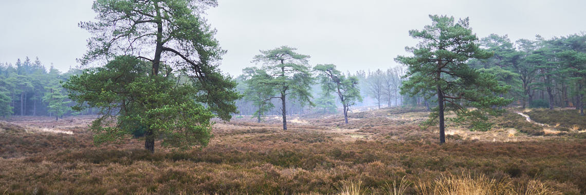 Friese Woudenpad 9: Wilhelminaoord – Steenwijk | 15 km