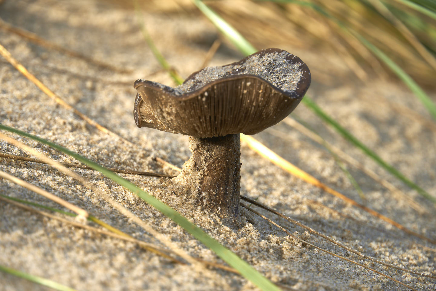 wandelroute vuurtoren Eierland Texel strand paddenstoel
