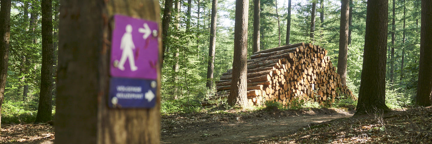 Wandelroute cultuurhistorie Speulderbos | 8 km
