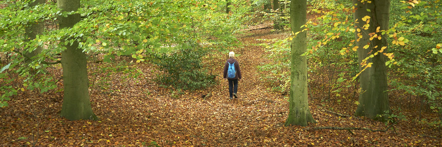 Weg van Hollands Schwarzwald | 9 km