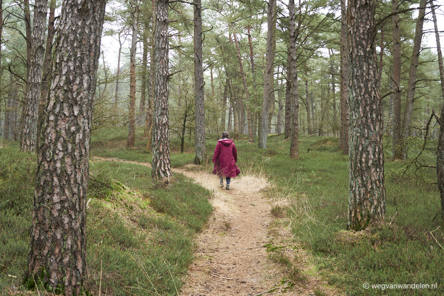 Weg van Diever | 10 km