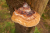 Fomitopsis