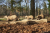 Wandelroute-Landgoed-Eerde-Vechtdal-13km_20