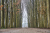 Friese_Woudenpad Wilhelminaoord Steenwijk