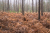 Landgoed De Eese Friese_Woudenpad Wilhelminaoord Steenwijk