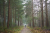 Friese_Woudenpad Wilhelminaoord Steenwijk