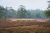 Grafheuvels op het Eeserveld Friese_Woudenpad Wilhelminaoord Steenwijk