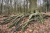 Oude beuken op de Woldberg Friese_Woudenpad Wilhelminaoord Steenwijk