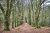 Statige beukenlanen op de Woldberg Friese_Woudenpad Wilhelminaoord Steenwijk