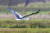Wandelroute_Loon_Balloerveld_13km-04
