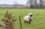 Wandelroute_Loon_Balloerveld_13km-05