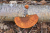Wandelroute_Loon_Balloerveld_13km-09