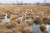 Wandelroute_Loon_Balloerveld_13km-20