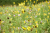 hertme-gele-wandelroute-twente-6km_09