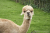 hertme-gele-wandelroute-twente-6km_11