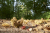 wandeling-emmerdennen-en-rensenpark-emmen-10km_01