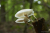 wandeling-emmerdennen-en-rensenpark-emmen-10km_07
