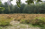 wandeling-emmerdennen-en-rensenpark-emmen-10km_08