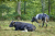 wandelroute-Kopermolenpad-Wenum-Wiesel-13-km-07